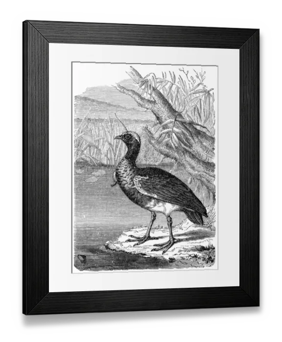 Framed Print : The horned screamer (Anhima cornuta)