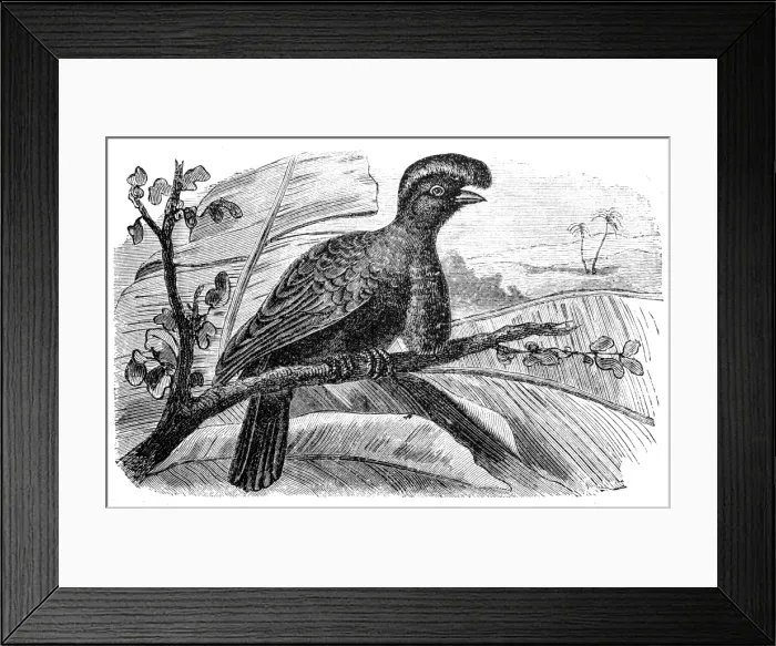 Framed Print : Amazonian Umbrellabird (Cephalopterus ornatus) Framed Print : Amazonian Umbrellabird (Cephalopterus ornatus)