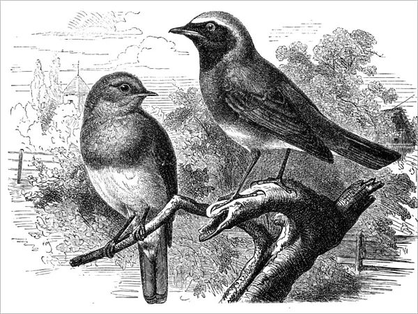 European robin(Erithacus rubecula) and common redstart (Phoenicurus phoenicurus)