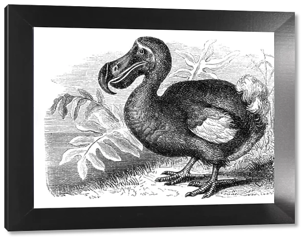 Dodo bird. illustration of a dodo bird in black and white