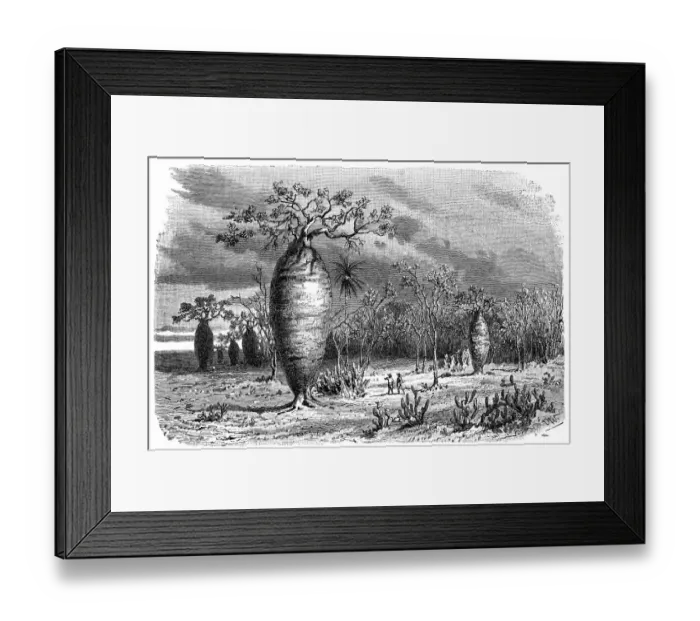 Framed Print : Brazil jungle Framed Print : Brazil jungle