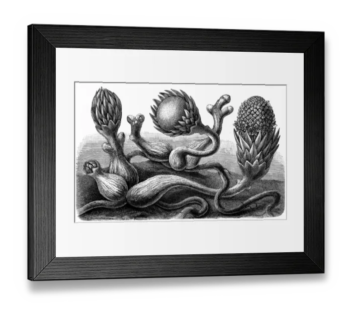 Framed Print : Langsdorffia hypogea Framed Print : Langsdorffia hypogea