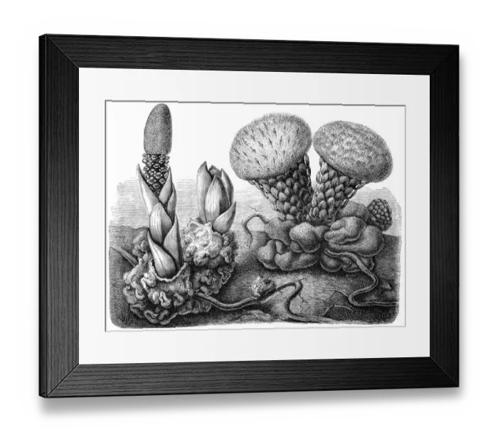 Framed Print : Seybalium fungiforme and Balanophora hildenbrandtii Framed Print : Seybalium fungiforme and Balanophora hildenbrandtii