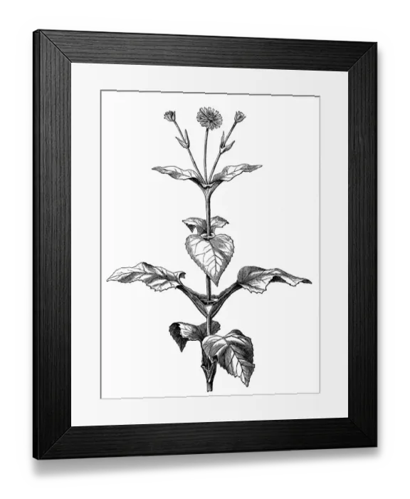Framed Print : Cup plant (Silphium perfoliatum) Framed Print : Cup plant (Silphium perfoliatum)