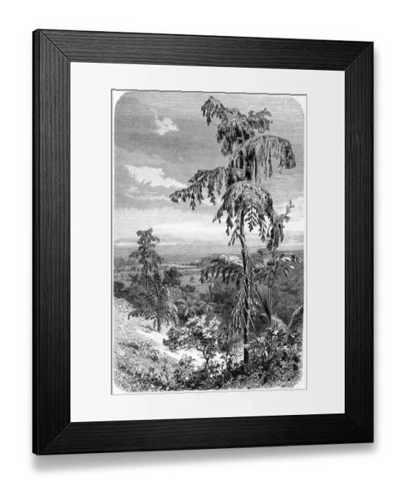Framed Print : Fishtail palms (Caryota propinqua) Framed Print : Fishtail palms (Caryota propinqua)