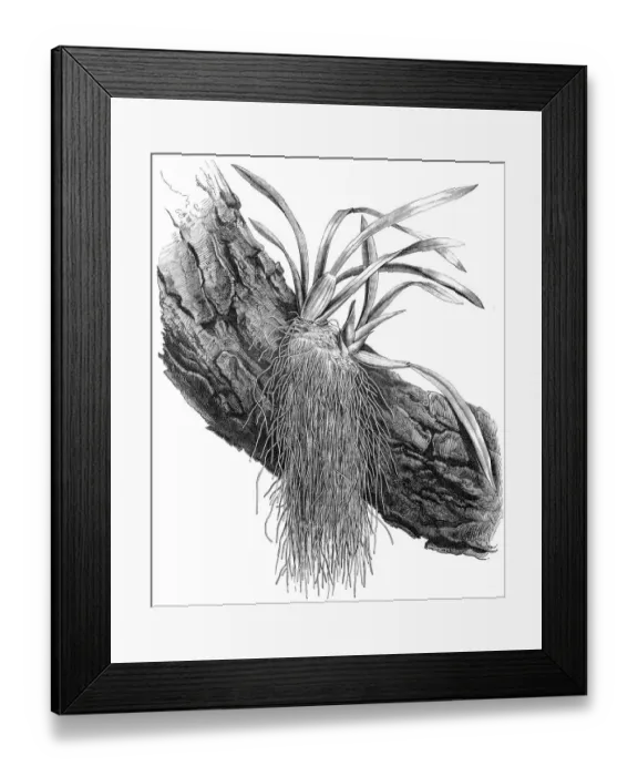 Framed Print : Orchidaceae Framed Print : Orchidaceae