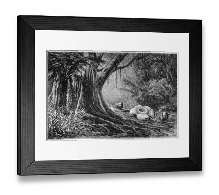Framed Print : Rafflesia arnoldii Framed Print : Rafflesia arnoldii
