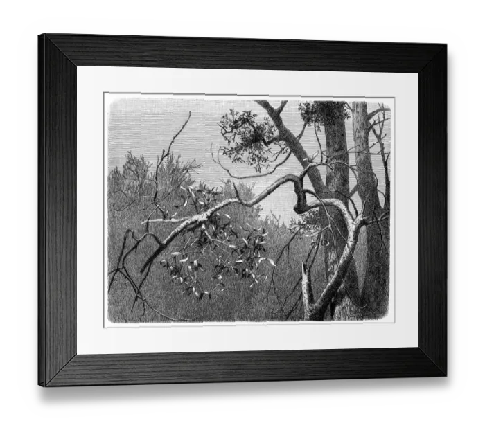 Framed Print : European mistletoe, common mistletoe (Viscum album) Framed Print : European mistletoe, common mistletoe (Viscum album)