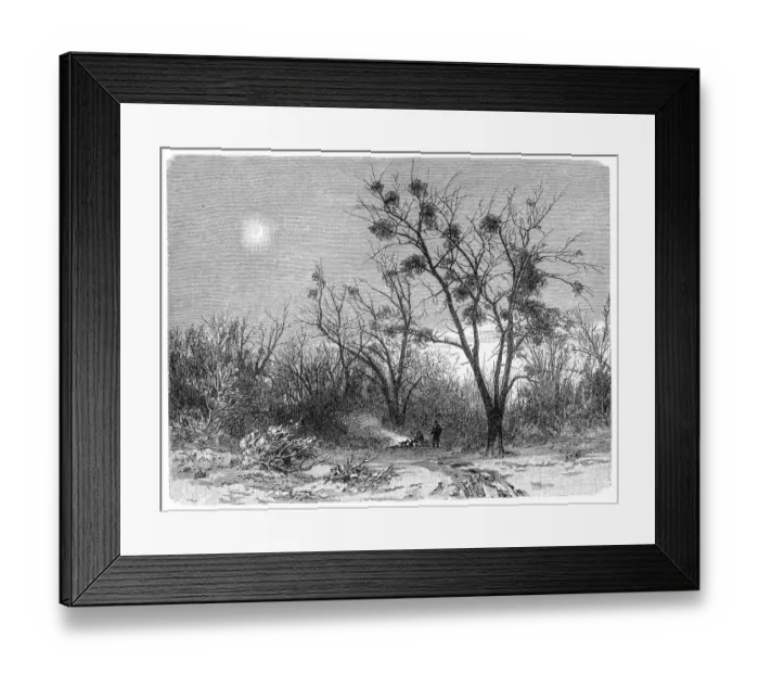 Framed Print : European mistletoe, common mistletoe (Viscum album) Framed Print : European mistletoe, common mistletoe (Viscum album)
