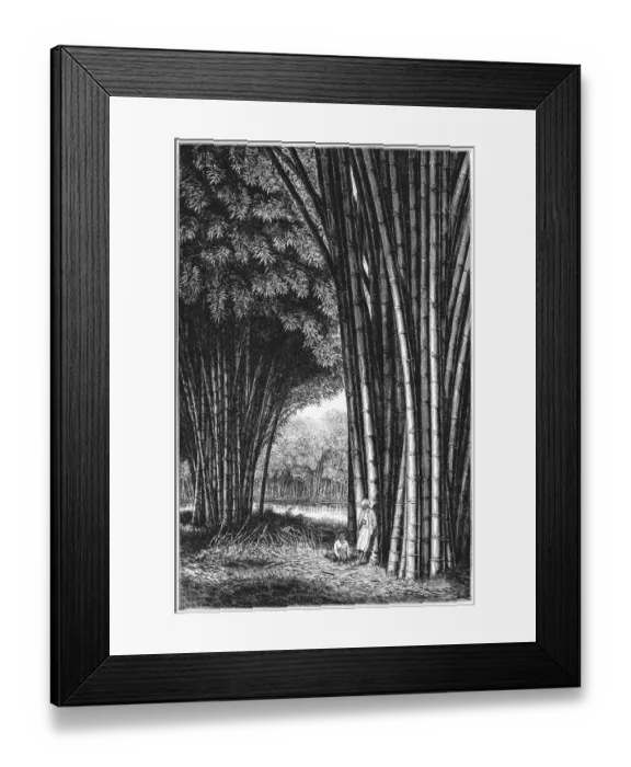 Framed Print : Bamboo forest on Java Framed Print : Bamboo forest on Java