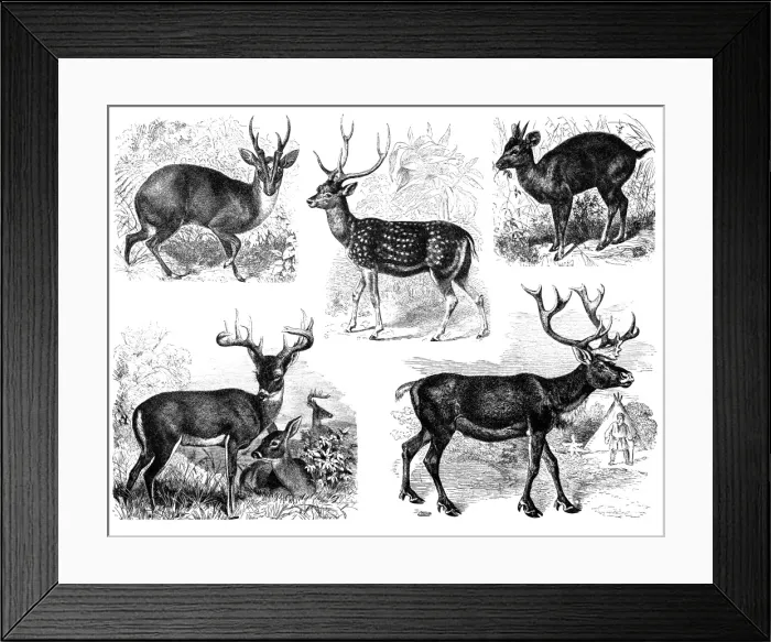 Framed Print : Deer. Antique illustration of a deer