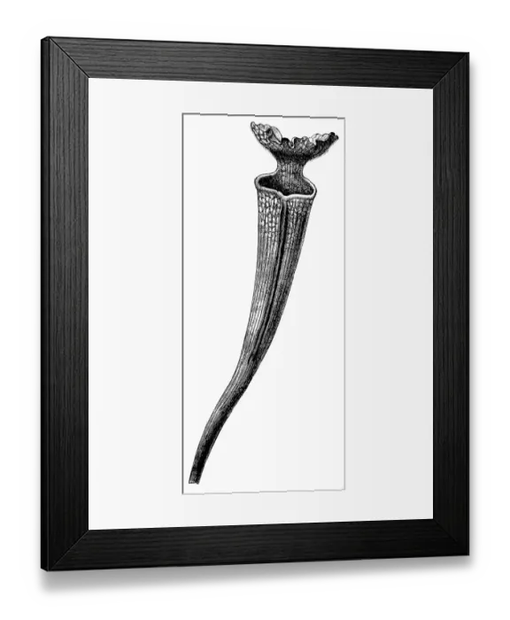 Framed Print : Trumpet Pitcher Plant (Sarracenia laciniata)