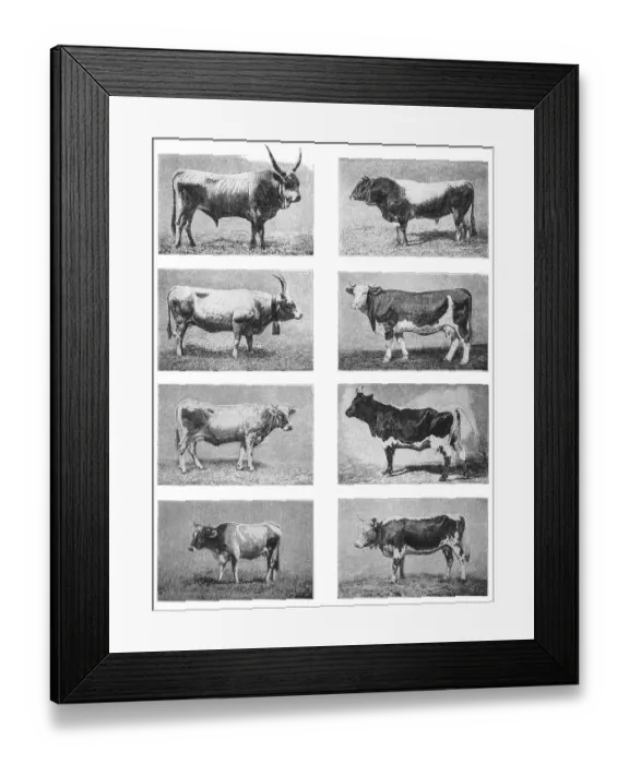 Framed Print : Cattle. Illustration of a Cattle Framed Print : Cattle. Illustration of a Cattle