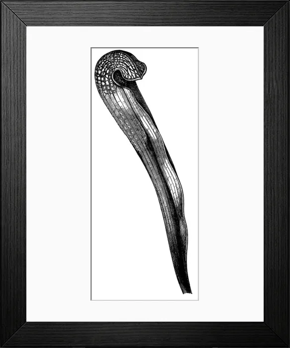 Framed Print : Hooded pitcherplant (Sarracenia minor) Framed Print : Hooded pitcherplant (Sarracenia minor)