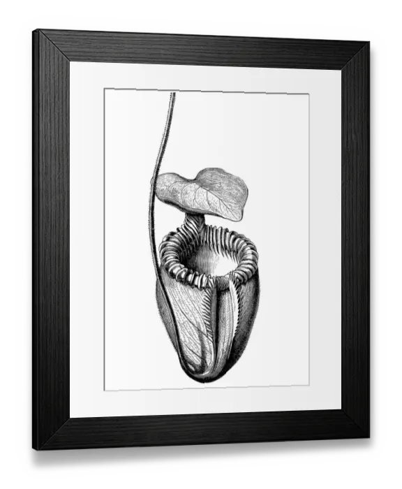 Framed Print : Villose Pitcher-Plant (Nepenthes villosa) Framed Print : Villose Pitcher-Plant (Nepenthes villosa)