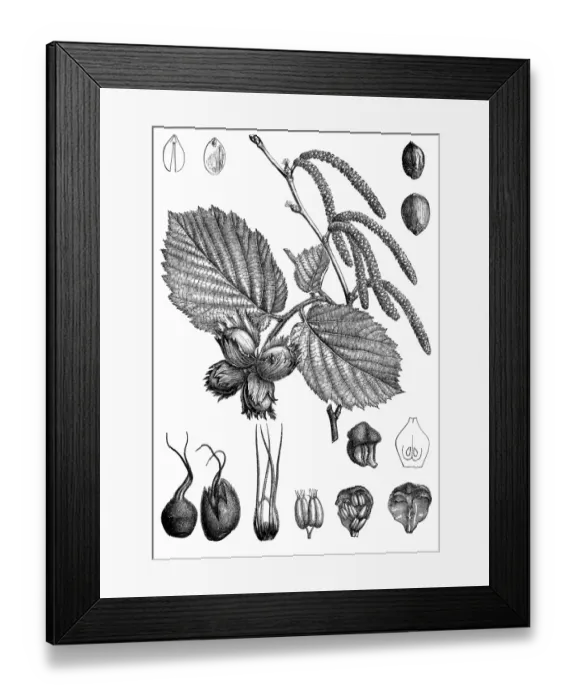 Framed Print : The hazel (Corylus) Framed Print : The hazel (Corylus)