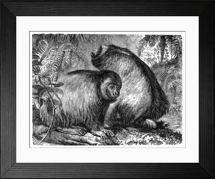 Framed Print : Uakari (Brachyurus calvus) Framed Print : Uakari (Brachyurus calvus)