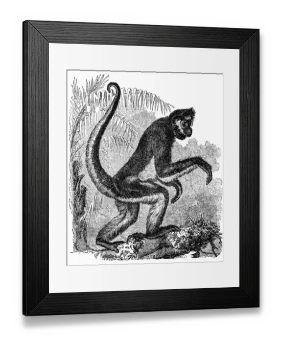 Framed Print : Spider Monkey (Ateles Bartlettii) Framed Print : Spider Monkey (Ateles Bartlettii)
