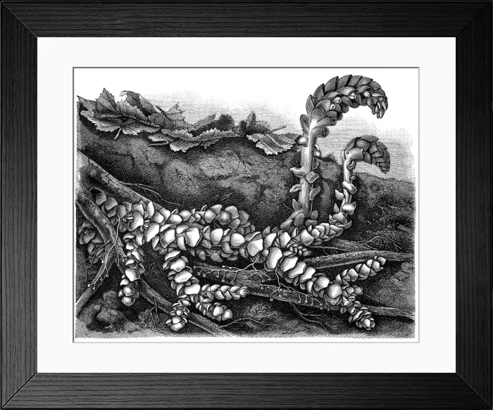 Framed Print : Broomrape, Clove, Orobanche, Red Broomrape, Toothwort (Lathraea squamaria) Framed Print : Broomrape, Clove, Orobanche, Red Broomrape, Toothwort (Lathraea squamaria)