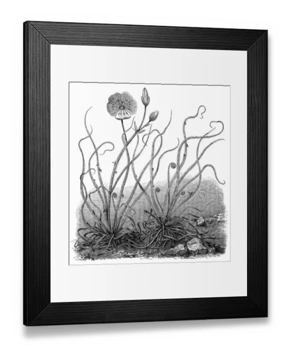 Framed Print : Portuguese sundew or dewy pine (Drosophyllum lusitanicum) Framed Print : Portuguese sundew or dewy pine (Drosophyllum lusitanicum)