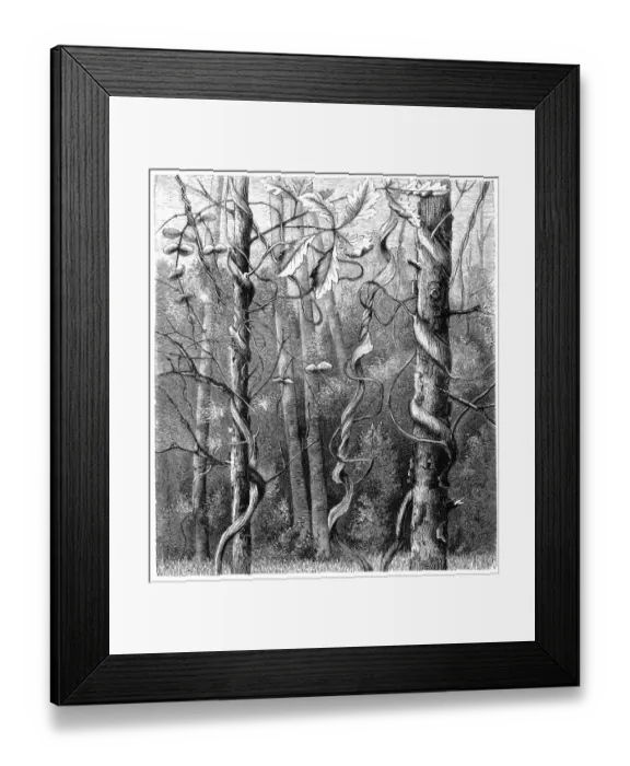Framed Print : Lonicera ciliosa (orange honeysuckle or western trumpet honeysuckle) Framed Print : Lonicera ciliosa (orange honeysuckle or western trumpet honeysuckle)