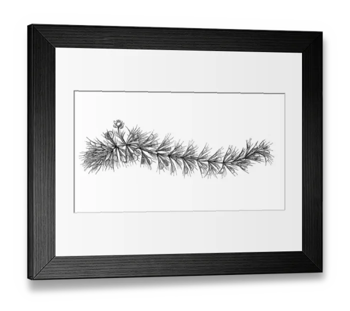 Framed Print : Waterwheel plant (Aldrovanda vesiculosa) Framed Print : Waterwheel plant (Aldrovanda vesiculosa)