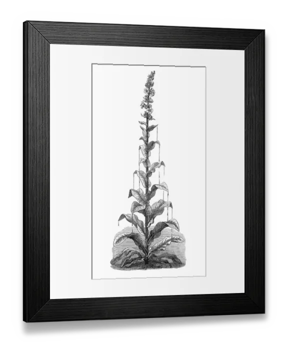 Framed Print : Primrose, Oenothera, Mudwort, Mullein (Verbascum) Framed Print : Primrose, Oenothera, Mudwort, Mullein (Verbascum)