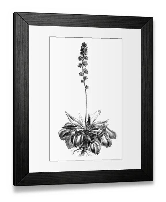 Framed Print : Australian pitcher plant (Cephalotus follicularis) Framed Print : Australian pitcher plant (Cephalotus follicularis)