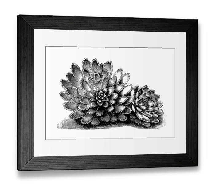 Framed Print : Aizoon rockfoil (Saxifraga aizoon) Framed Print : Aizoon rockfoil (Saxifraga aizoon)