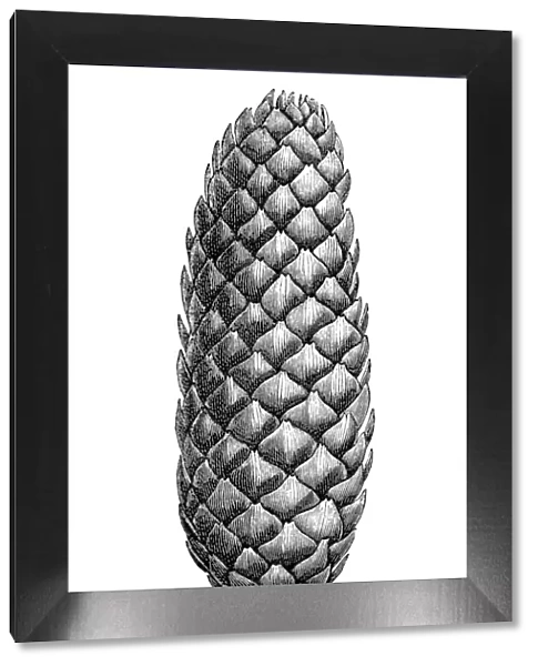 Pinecone. Illustration of a pine cone isolated on white