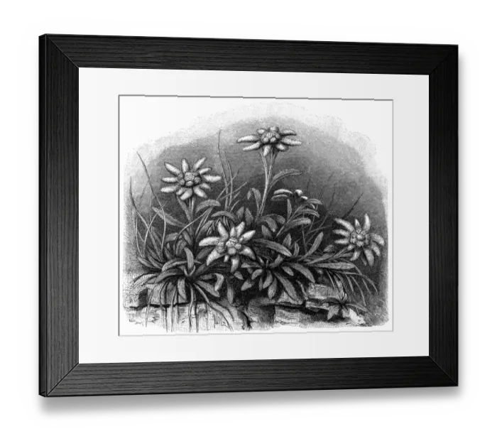 Framed Print : Edelweiss flower (Leontopodium alpinum) Framed Print : Edelweiss flower (Leontopodium alpinum)