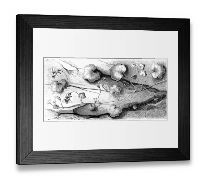 Framed Print : ivy-leaved toadflax, Kenilworth ivy, coliseum ivy, Oxford ivy, mother of thousands, pennywort, wandering sailor (Cymbalaria muralis) Framed Print : ivy-leaved toadflax, Kenilworth ivy, coliseum ivy, Oxford ivy, mother of thousands, pennywort, wandering sailor (Cymbalaria muralis)