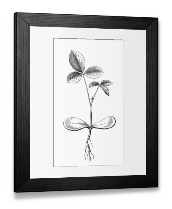 Framed Print : Common laburnum, golden chain or golden rain (Laburnum anagyroides) Framed Print : Common laburnum, golden chain or golden rain (Laburnum anagyroides)