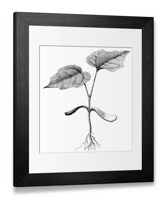 Framed Print : Norway maple (Acer platanoides)