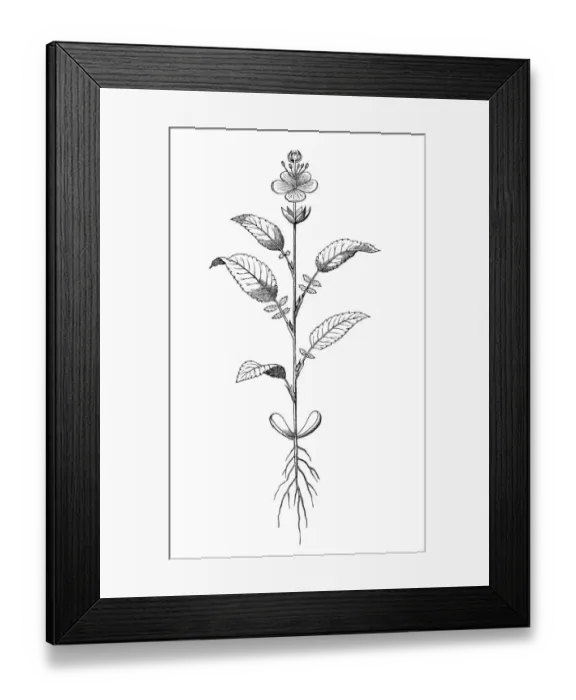 Framed Print : Goethes concepts on the AšmetamorphosisAš of plants Framed Print : Goethes concepts on the AšmetamorphosisAš of plants