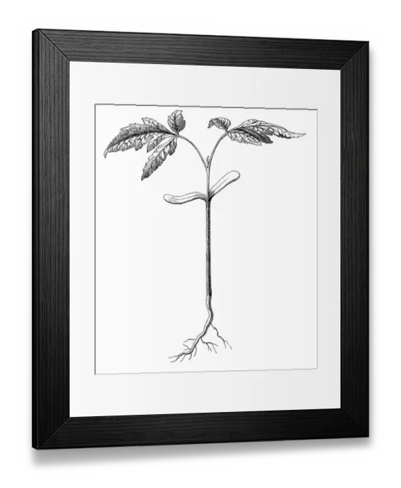 Framed Print : Goldenrain tree, pride of India, China tree or varnish tree (Koelreuteria paniculata) Framed Print : Goldenrain tree, pride of India, China tree or varnish tree (Koelreuteria paniculata)