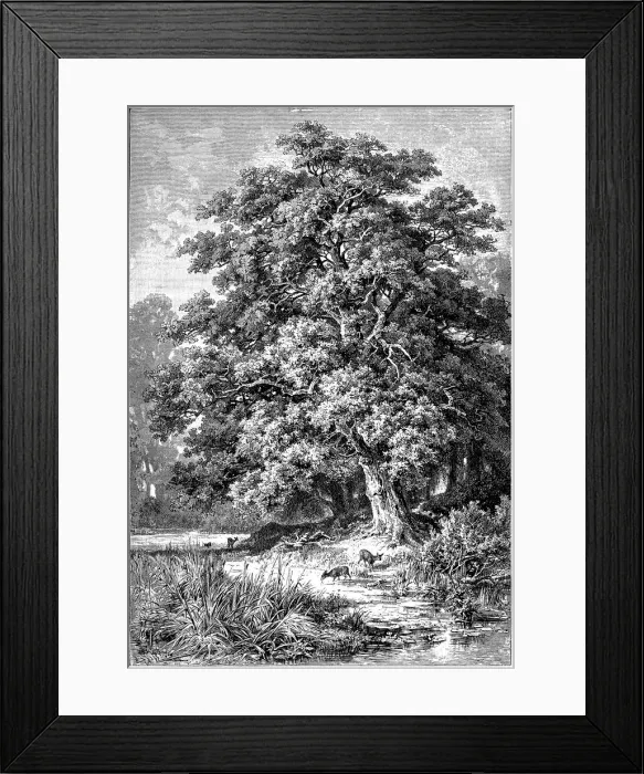 Framed Print : Oak Tree. Illustration engraving of a Oak Tree wood Framed Print : Oak Tree. Illustration engraving of a Oak Tree wood