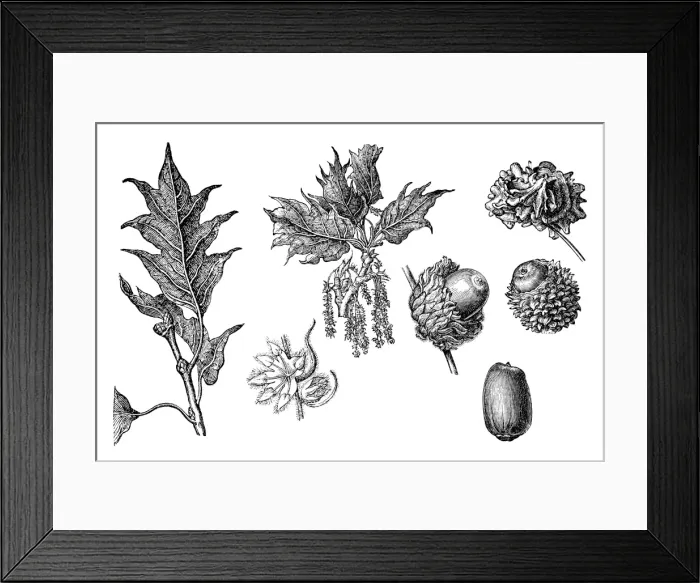 Framed Print : Valonia oak (Quercus macrolepis) Framed Print : Valonia oak (Quercus macrolepis)