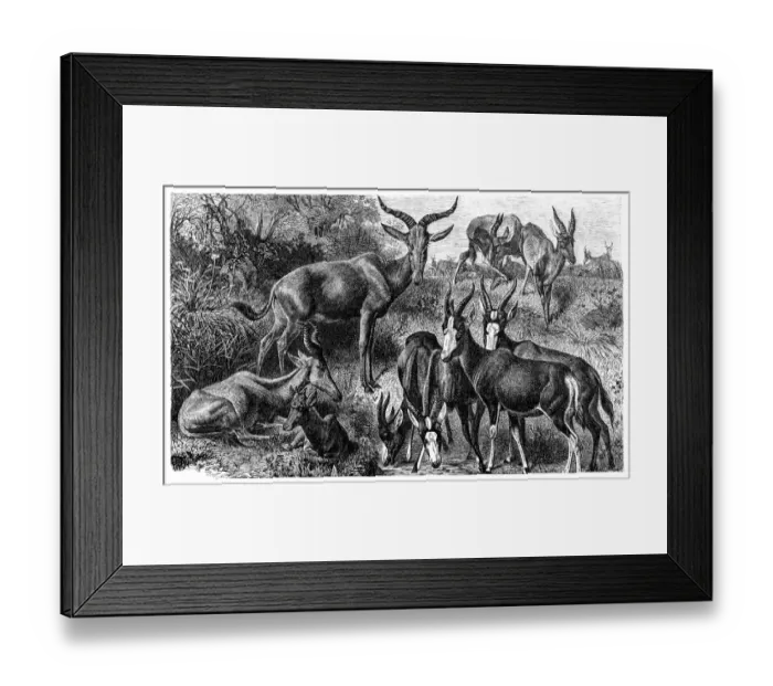 Framed Print : Antelope species Framed Print : Antelope species
