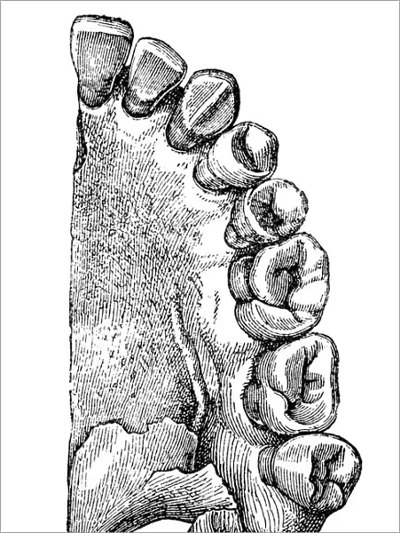 Maxilla bone with teeth