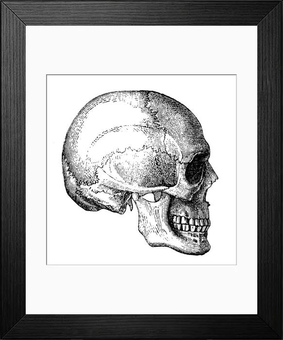 Framed Print : Human Skull Framed Print : Human Skull
