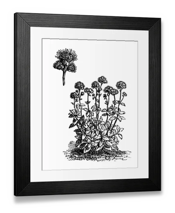 Framed Print : Whiteweed (Ageratum ) Framed Print : Whiteweed (Ageratum )