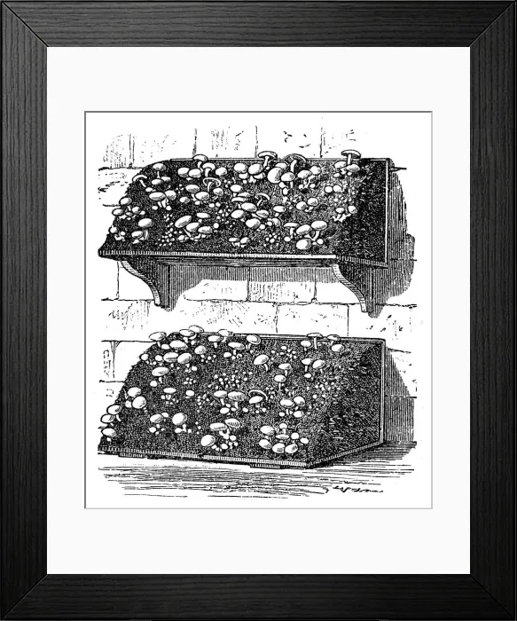 Framed Print : Mushrooms cultivating Framed Print : Mushrooms cultivating