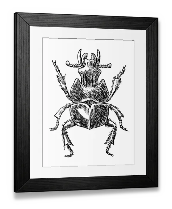Framed Print : Beetle. Illustration engraving of the adult beetle Framed Print : Beetle. Illustration engraving of the adult beetle