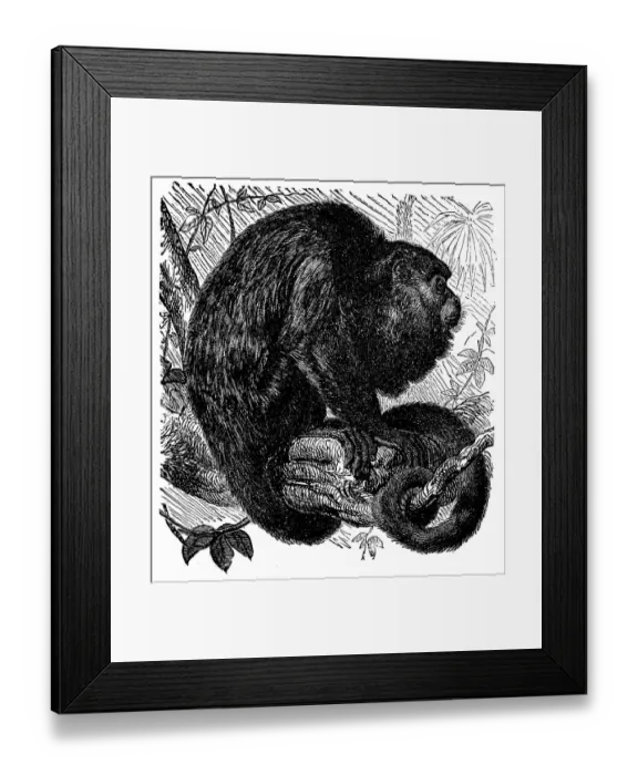 Framed Print : Coiba Island howler (Alouatta coibensis) Framed Print : Coiba Island howler (Alouatta coibensis)