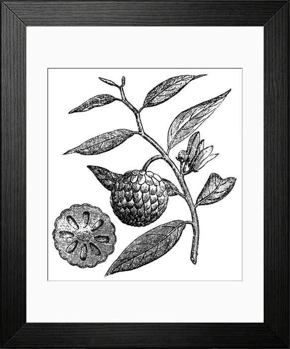 Framed Print : Sugar apple (Annona squamosa) Framed Print : Sugar apple (Annona squamosa)