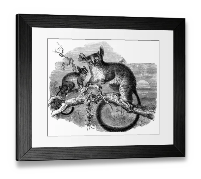 Framed Print : Galago (Otolicnus galago) Framed Print : Galago (Otolicnus galago)