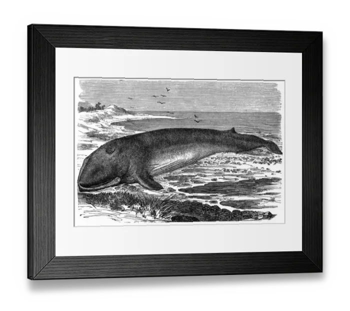 Framed Print : Common Fin-whale (Physalus antiquorum) Framed Print : Common Fin-whale (Physalus antiquorum)