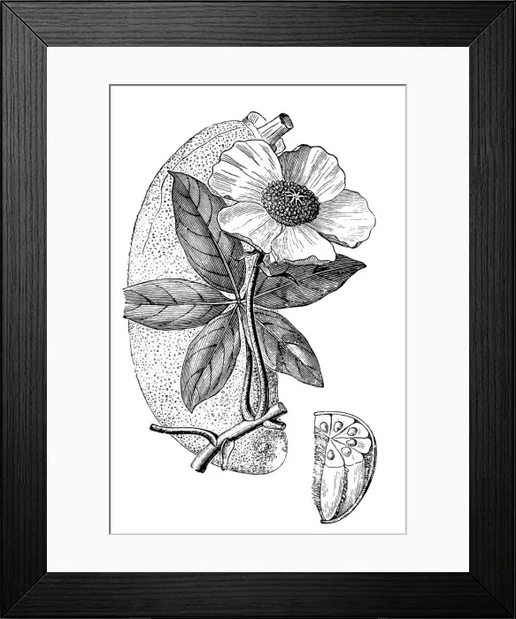 Framed Print : Baobab tree (Adansonia)