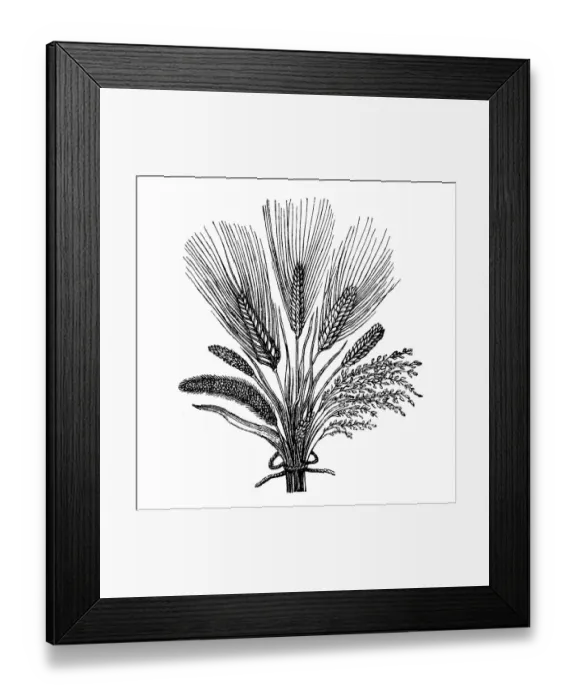 Framed Print : Cereal crops Framed Print : Cereal crops